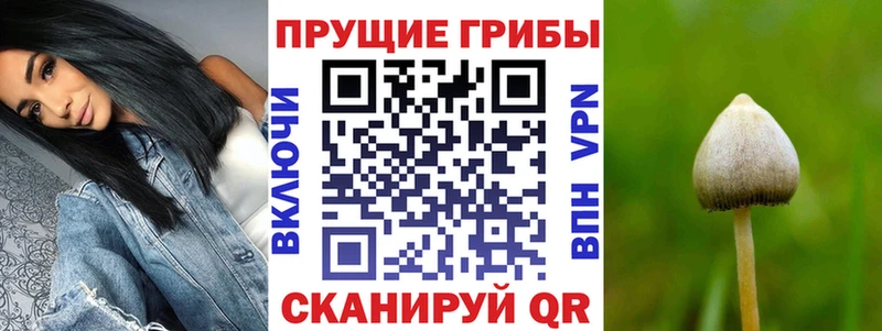 Купить  Краснообск  Псилоцибиновые грибы Cubensis 